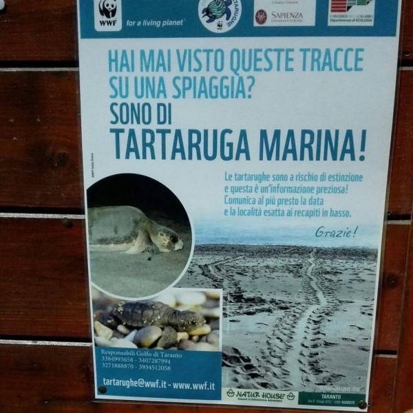 Teknősökről szóló plakát az egyik parti strandon